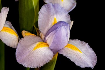 Fototapeta na wymiar Purple Iris