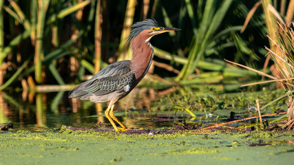 Green Heron (Butorides virescens)