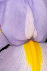 Purple Iris