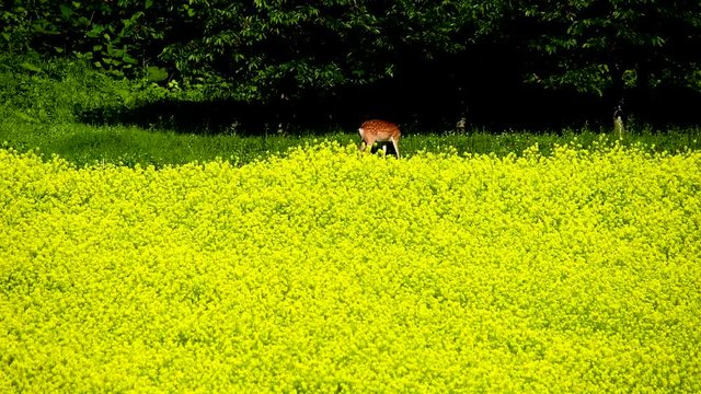 Deer grazing behind blooming rapeseeds