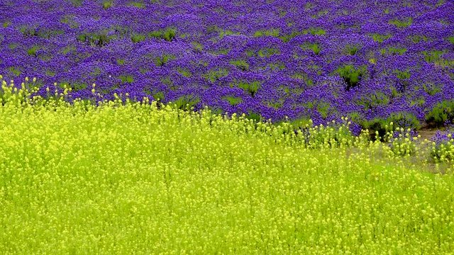 High angle shot of rapeseed and lavender fields, Furano, Hokkaido