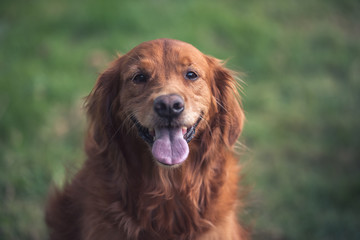 Portrait of a happy golden retriever dog