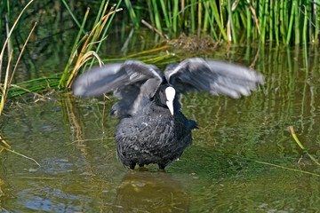 flatternde Blässhuhn (Fulica atra) - Eurasian coot
