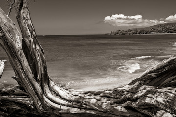 Drift Wood Sea