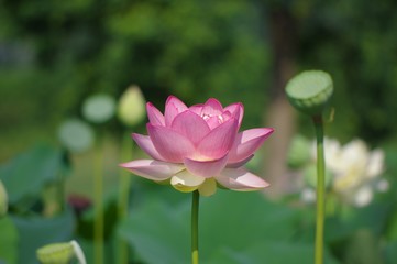 Obraz premium 蓮の花 ピンクの蓮の花 ハス