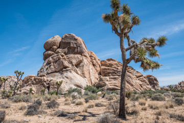 Landscape Photos from Joshua Tree National Park