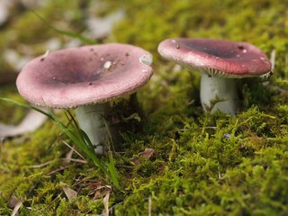 チギレハツタケ