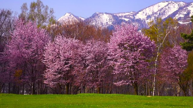 Blooming cherry blossoms with mountain peaks in background