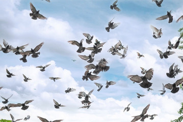 flock of birds flying in blue sky