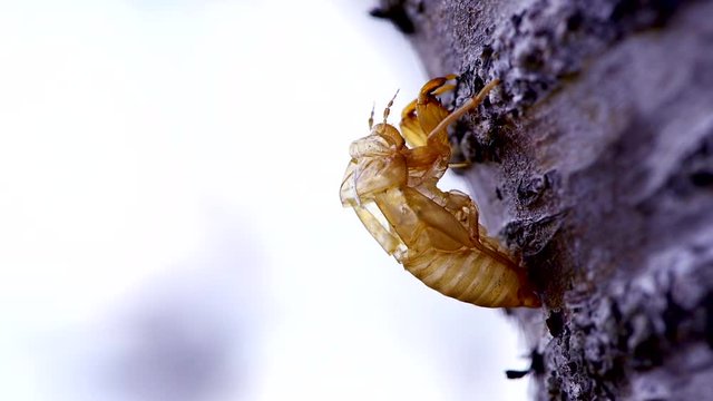 Cicada nymph shell on tree, Biei, Hokkaido