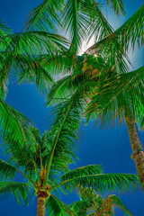 Fototapeta na wymiar Palm Sun