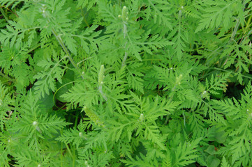 Ambrosia is a source of allergies. Blooming ragweed in nature.