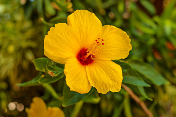 Hawaii Yellow