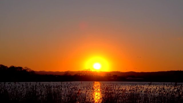 Magan geese in Miyajimanuma at sunset