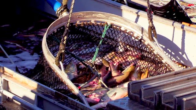 Fisherman throwing salmon into net, Shari, Hokkaido