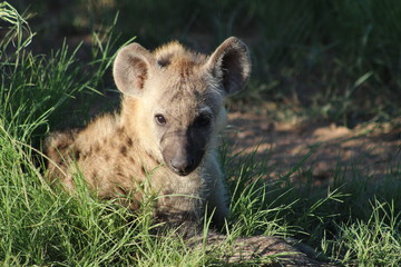 Fototapeta premium hyena in africa