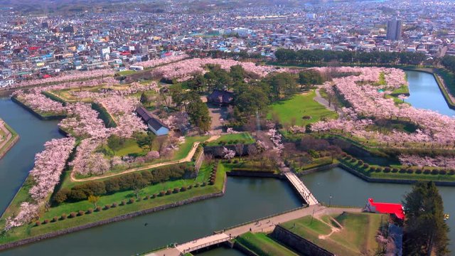 High angle view of Goryokaku Park with Cherry blossoms, Japan