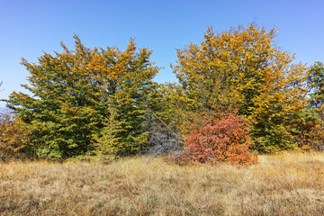 Fototapeta premium Landscape of Cherna Gora mountain, Bulgaria