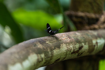 abandoned surrealistic Garden in Xilitla Mexico