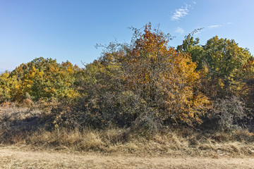 Fototapeta premium Landscape of Cherna Gora mountain, Bulgaria