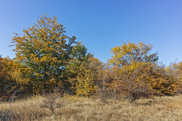 Landscape of Cherna Gora mountain, Bulgaria