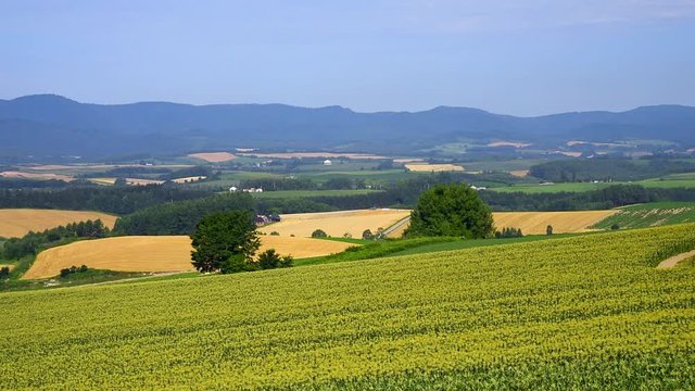 Wide shot of rural landscape in summer, Biei, Hokkaido