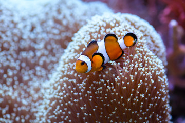 Fototapeta na wymiar The orange clownfish Amphiprion percula , swims among the corals in a marine aquarium.