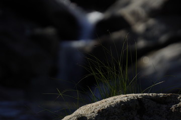 grass