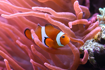 The orange clownfish Amphiprion percula , swims among the corals in a marine aquarium. - obrazy, fototapety, plakaty