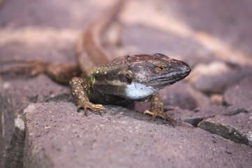 Close-up of a Gallotia galloti type Tenerife lizard