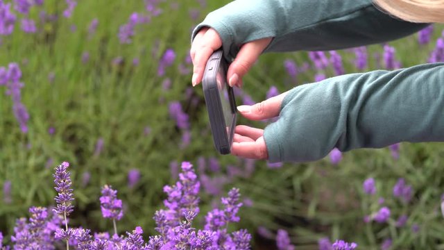 Woman uses a smart phone to take photos of lavender flowers at a lavender farm in Sequim Washington