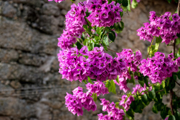 Blooming purple flowers from a tree infront of a stone brick wall