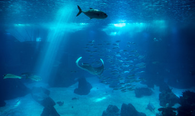 A massive aquarium with a manta ray, tuna and light filtering through the surface.