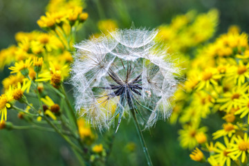 Big dandelion on a background of yellow flowers and green leaves.  The background is blurry.