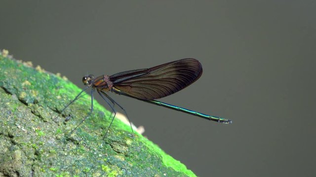 Close up of damselfly