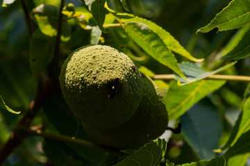 Green Unripe Fruits of Eastern American Black Walnut, a species of deciduous tree in the Juglandaceae family, native to North America. Genus Juglans.