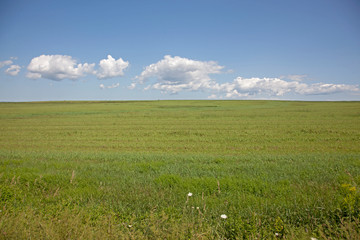 Meadow in the summertime