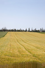 Vertical field of wheat and grass