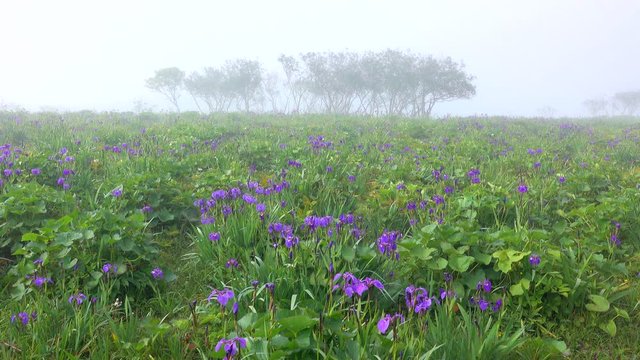 View Of Flowers And Trees In Foggy Day, Akkeshi, Hokkaido, Japan