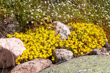 Sedum acre with yellow flowers growing between the rocks, picture taken in Kuggoren in east Sweden