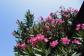 Oleander flowers / Oleander is used for street trees because it is resistant to air pollution, but...