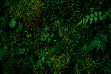Texture of green moss and leaves on stone wall background