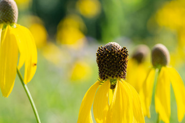 Bright Yellow Cutleaf Coneflower in the prairie field. Rudbeckia laciniata - a species of flowering plant in the Aster family (Asteraceae). Sochan.