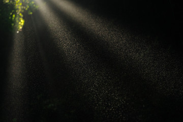 Close up of dust in sun light rays shining through cave and leaves