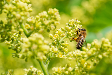 Honeybee pollinating on Shining Sumac greenish-yellow flowers in full bloom. Rhus Copallinum- deciduous flowering tree in cashew Anacardiaceae family.