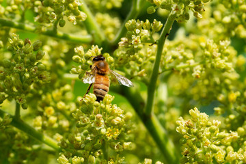 Honeybee pollinating on Shining Sumac greenish-yellow flowers in full bloom. Rhus Copallinum- deciduous flowering tree in cashew Anacardiaceae family.