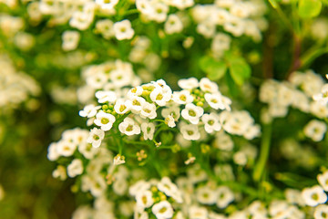 white flowers in the garden No 2