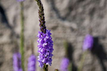 Obraz premium Verbena hastata (American Vervain, Blue Vervain, Simpler's Joy or Swamp Verbena). A flowering plant in the Vervain family, Verbenaceae.