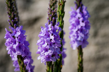 Verbena hastata (American Vervain, Blue Vervain, Simpler's Joy or Swamp Verbena). A flowering plant in the Vervain family, Verbenaceae.