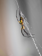 A yellow orb weaver banana spider in a garden